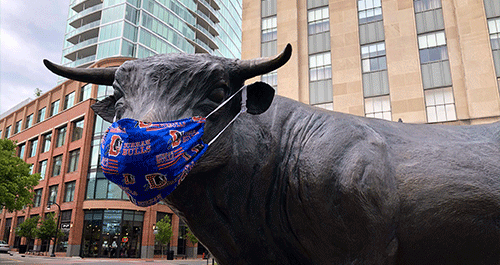 Major the Bull in Durham in a mash